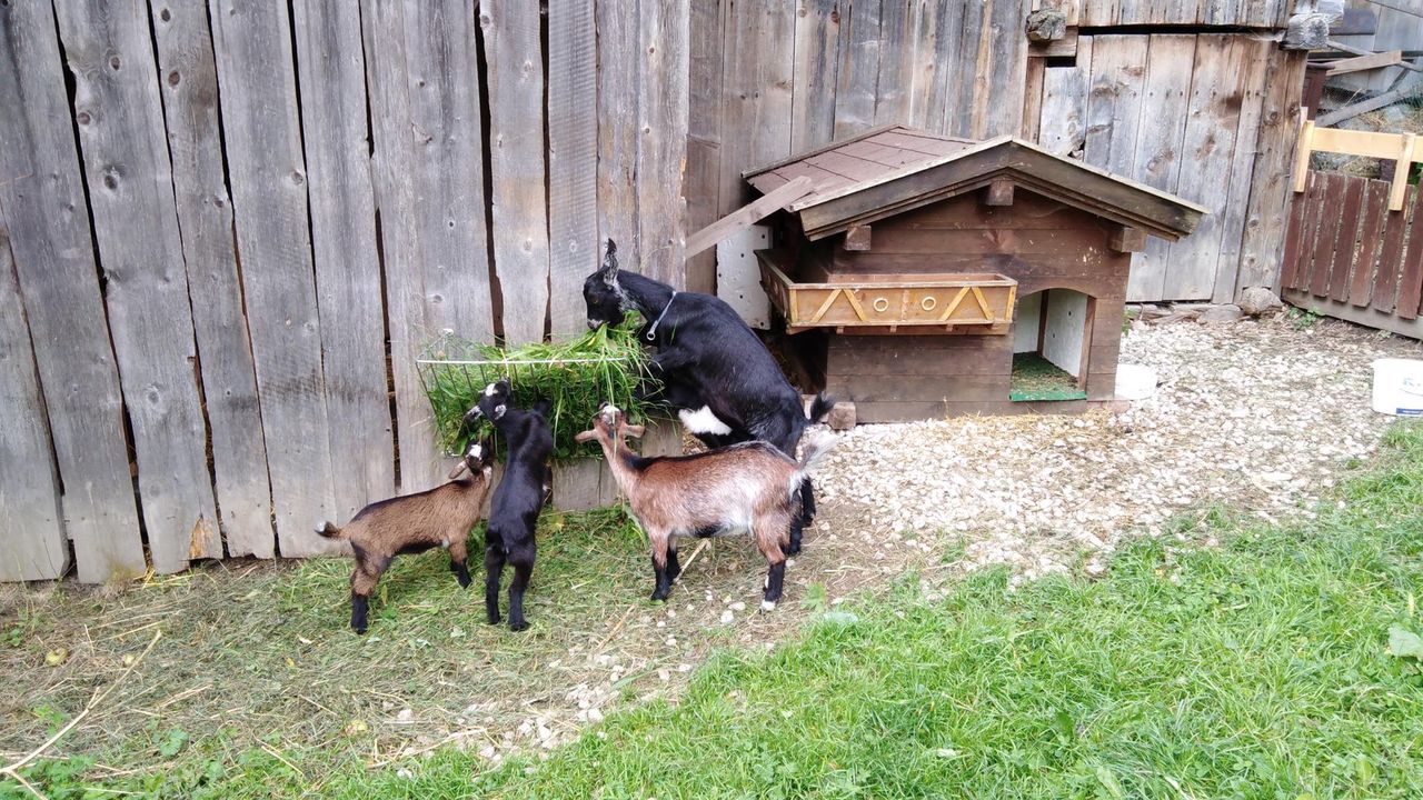 Raubtierfütterung Raubtierfütterung